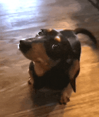 Missy wagging her tail